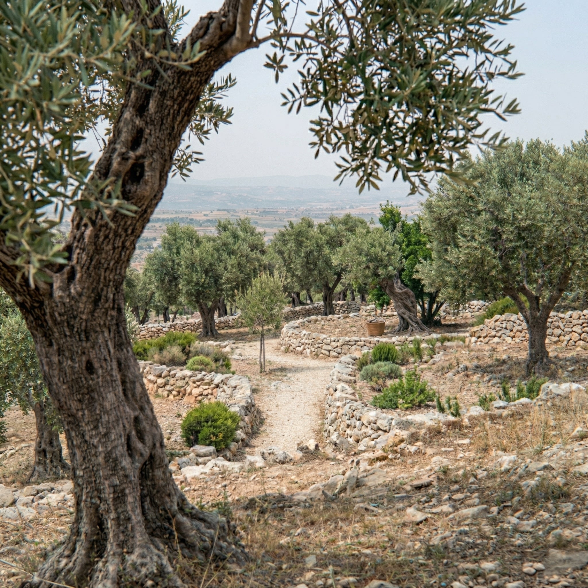 Plant an Olive Tree